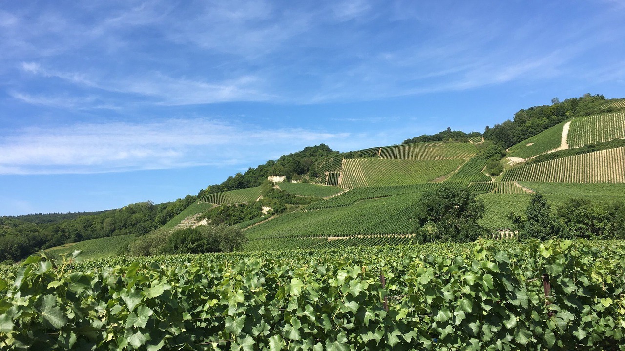 Photo of Outdoor in Epernay