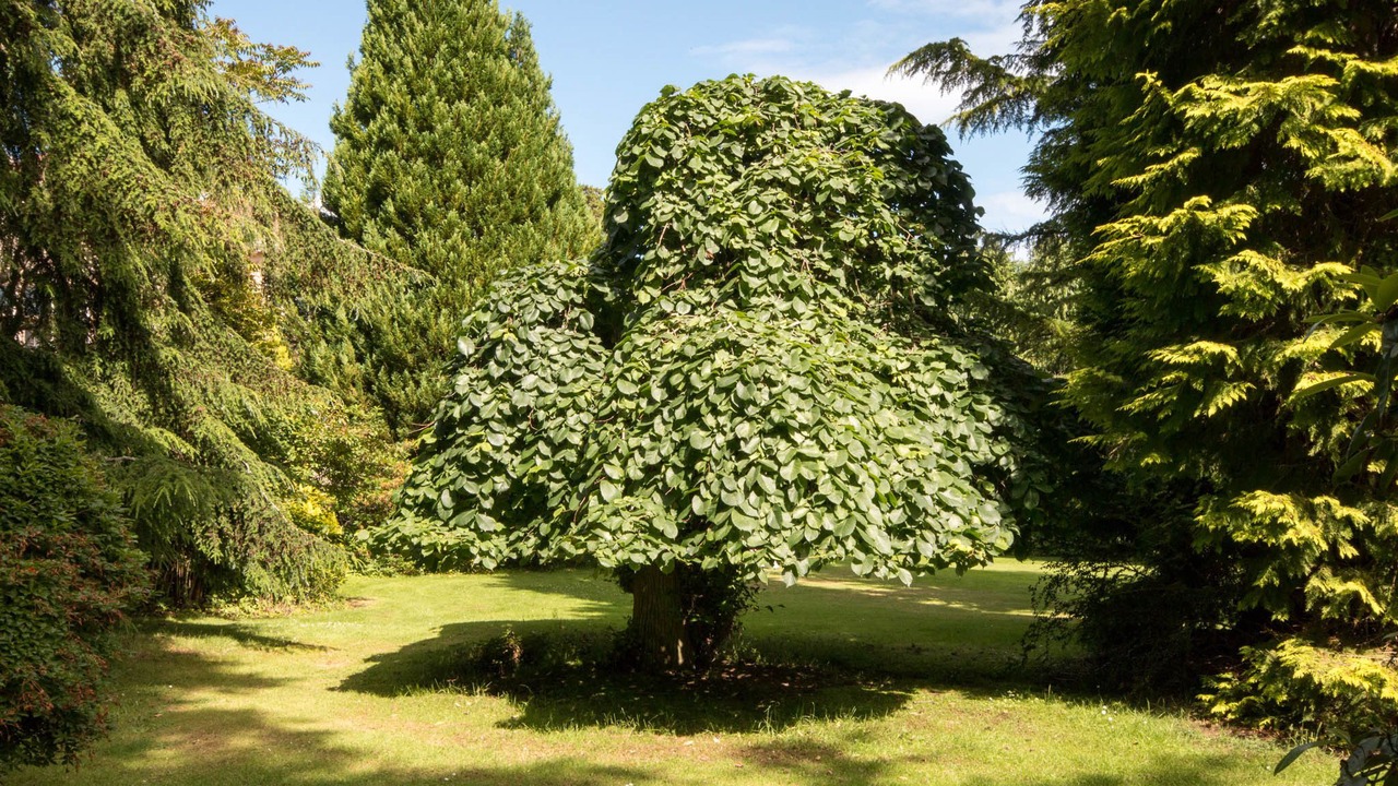 Photo of Outdoor in Forres