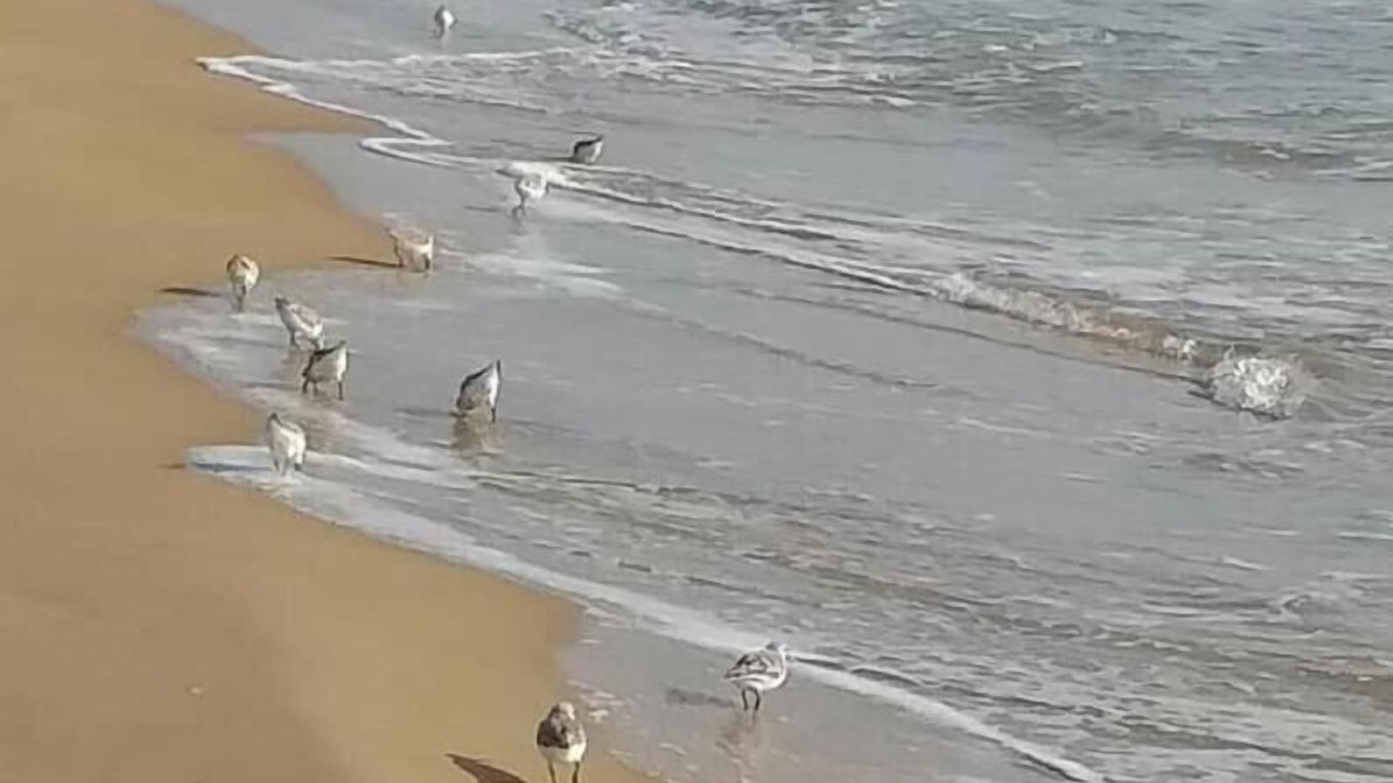 Photo of Others in San Fulgencio