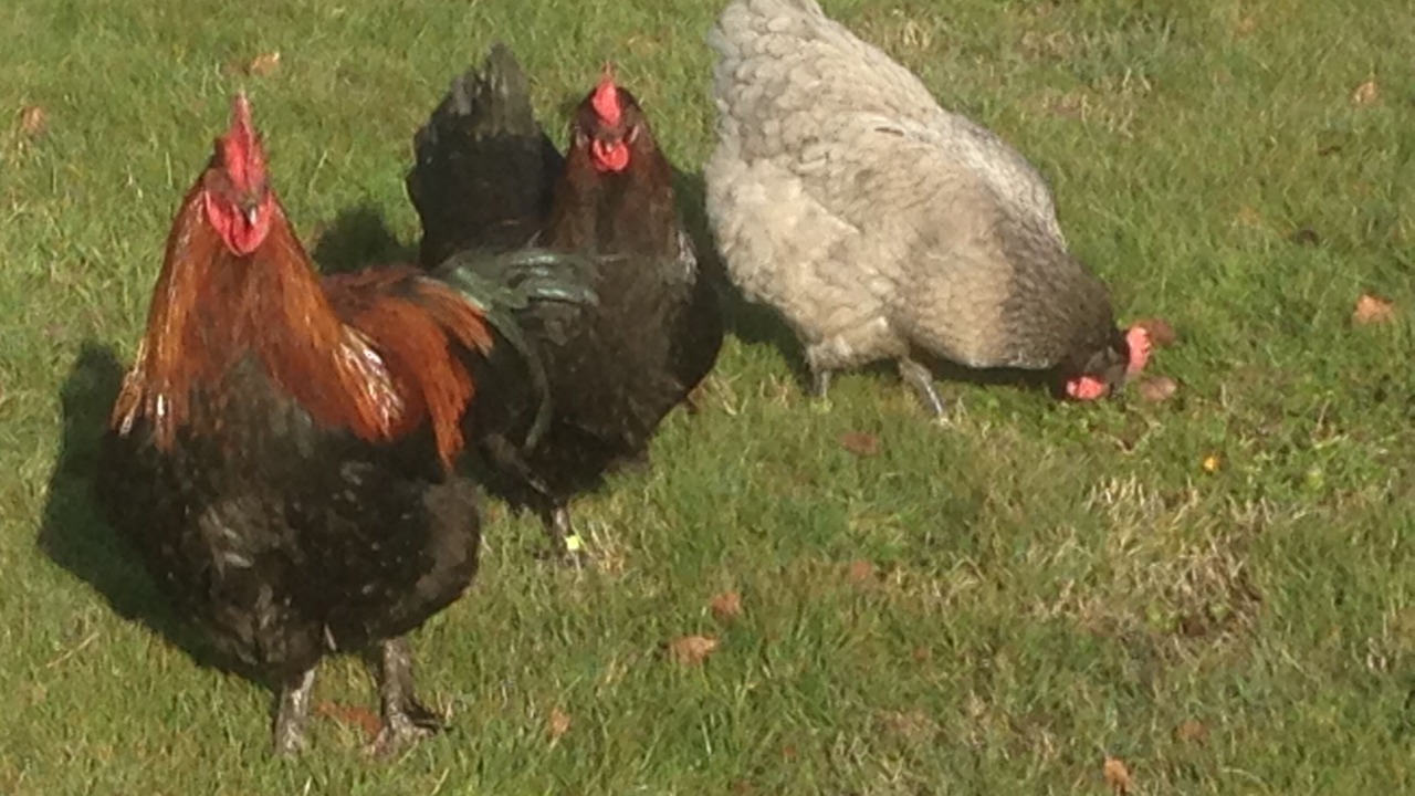 Photo of Outdoor in Brigueil-le-Chantre