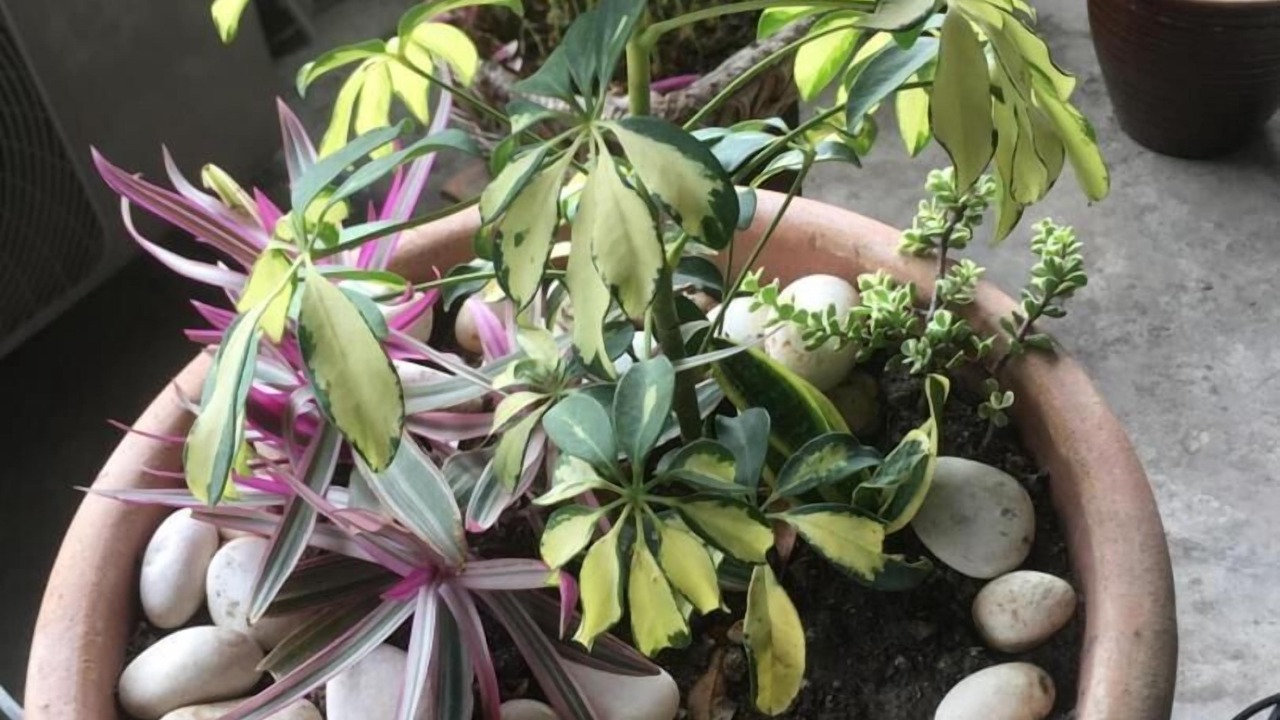 Photo of Others in Jawa