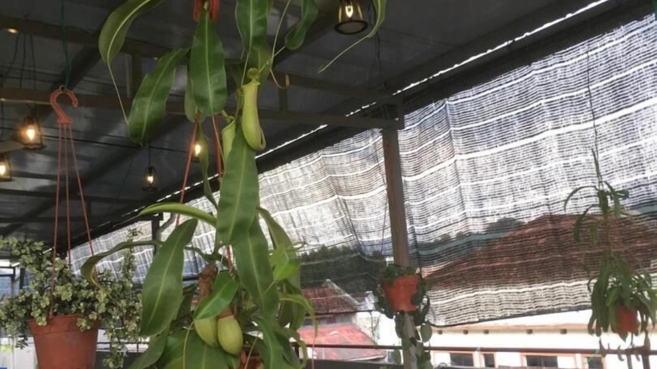 Photo of Others in Jawa