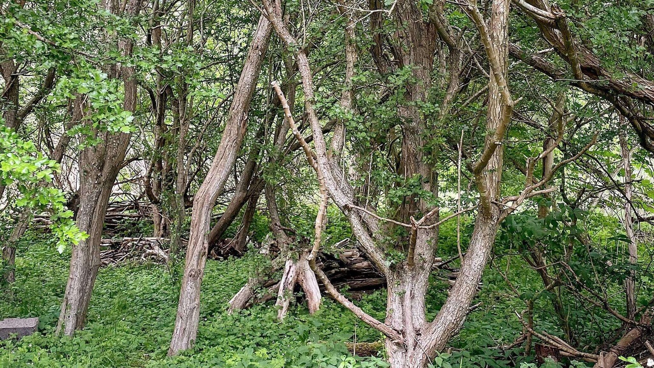 Photo of Outdoor in Hojby