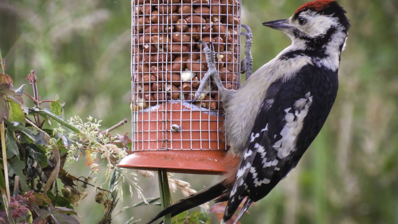 Photo of Others in Wimborne Saint Giles