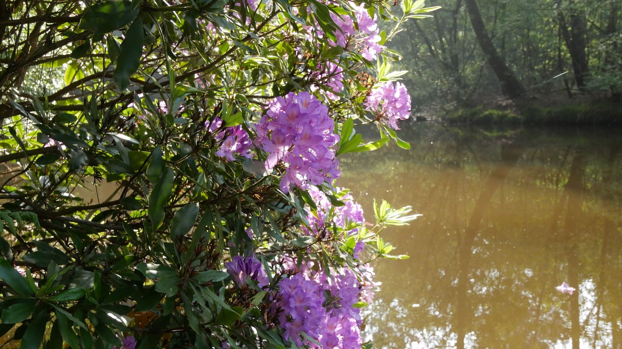 Photo of Others in Monteneuf