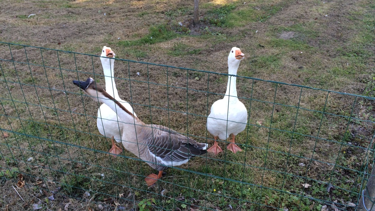 Photo of Others in Quevert