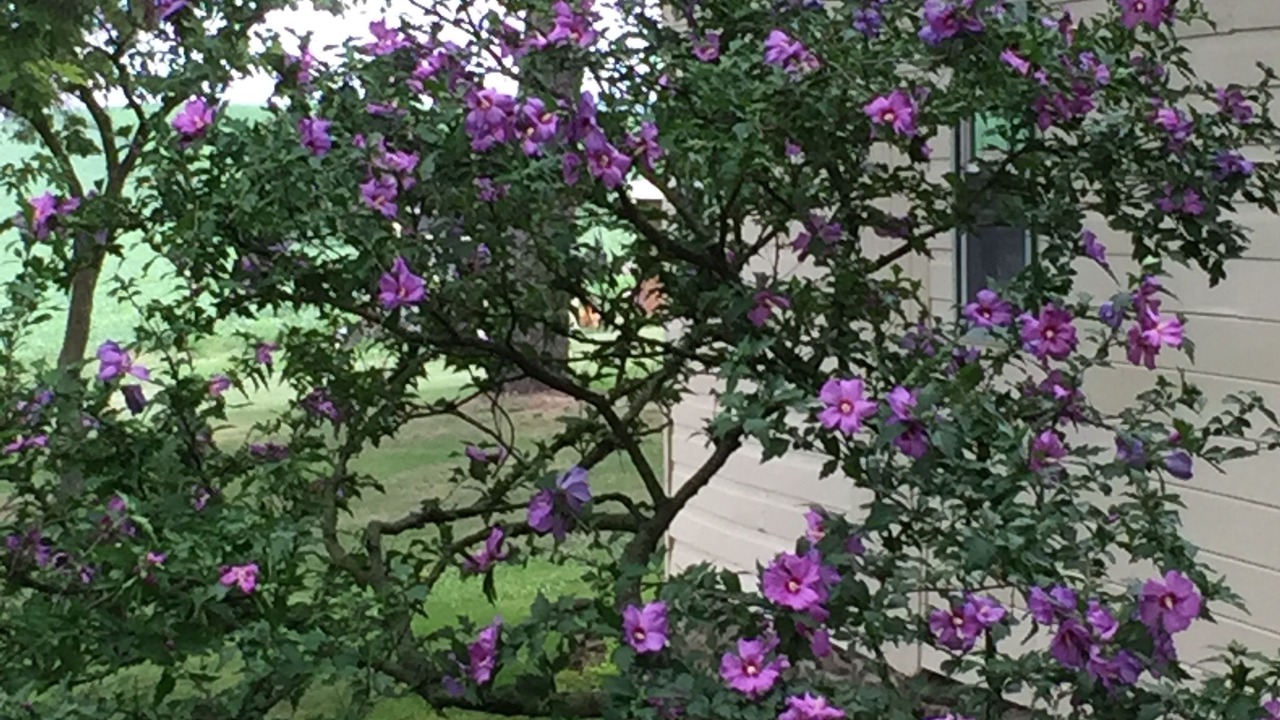 Photo of Outdoor in Palmyra