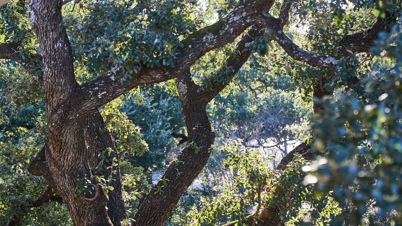 Photo of Outdoor in Salado