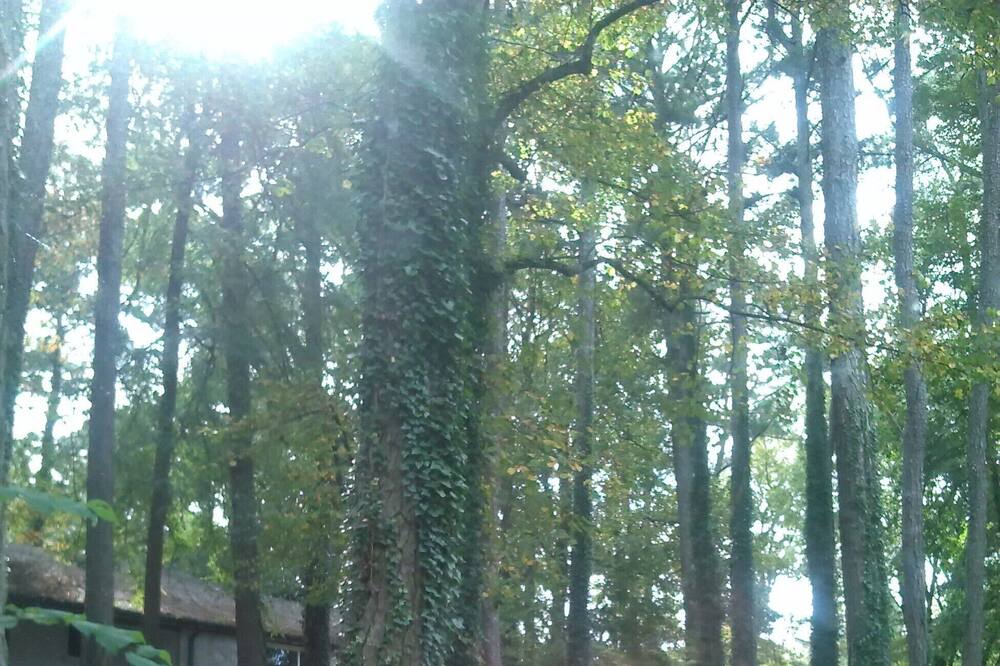 Photo of Others in Collier Heights