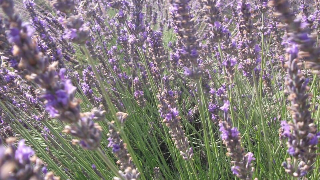 Photo of Outdoor in Saint-Sauveur-Gouvernet