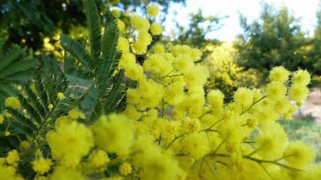 Photo of Outdoor in Bormes-Les-Mimosas
