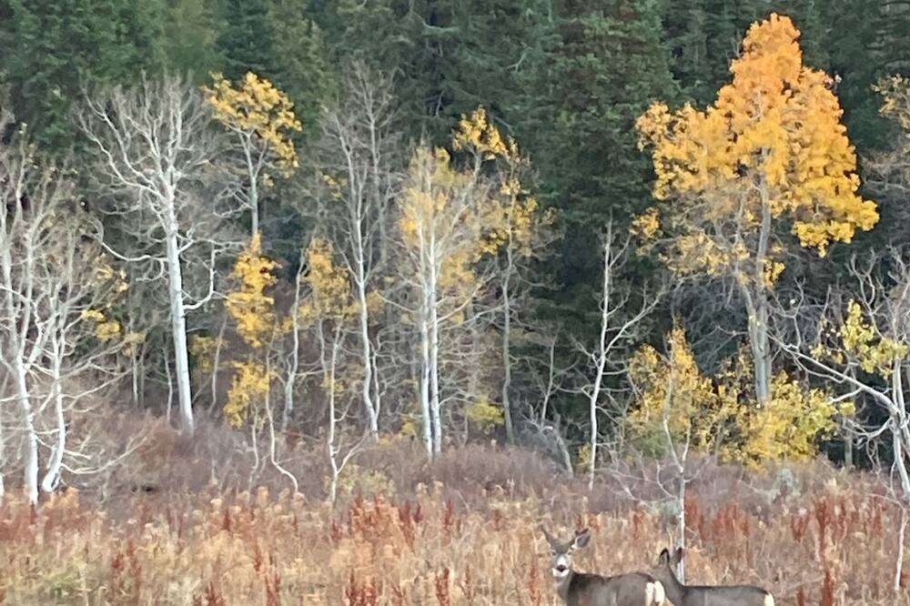 Photo of Outdoor in Powder Mountain