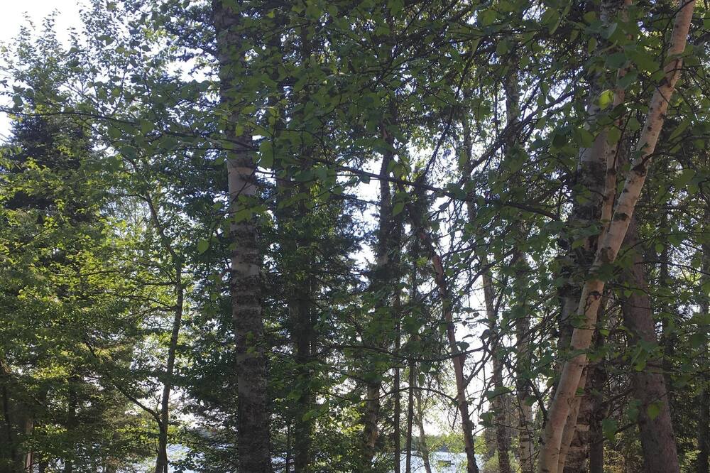 Photo of Outdoor in Brimson