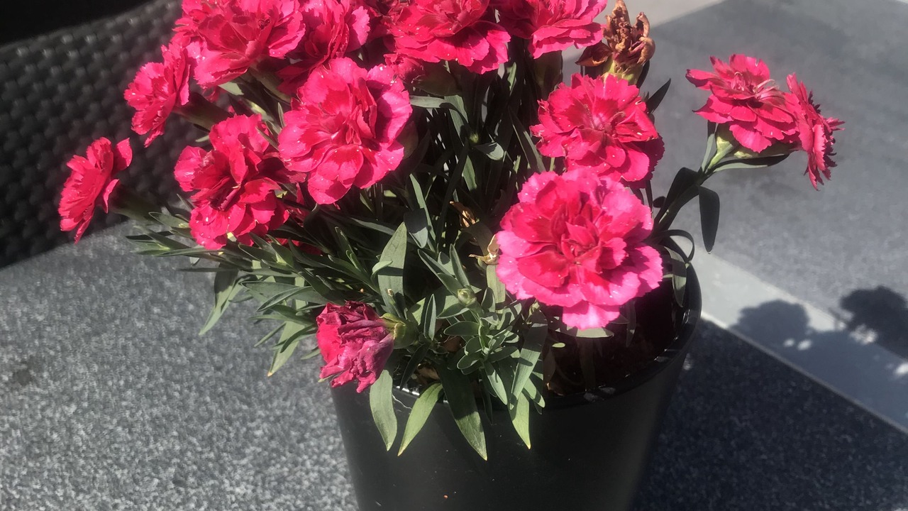 Photo of Outdoor in Viborg