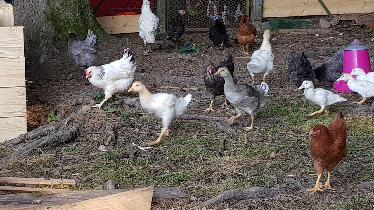 Photo of Others in Cours