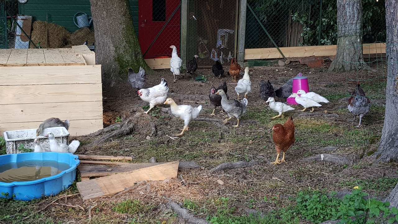 Photo of Outdoor in Cours