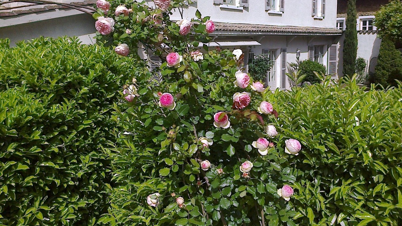 Photo of Outdoor in Collonges-au-Mont-d'Or