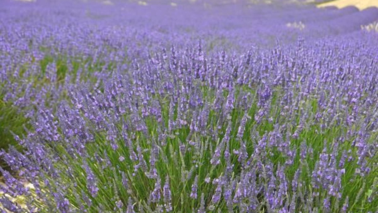 Photo of Outdoor in Reauville