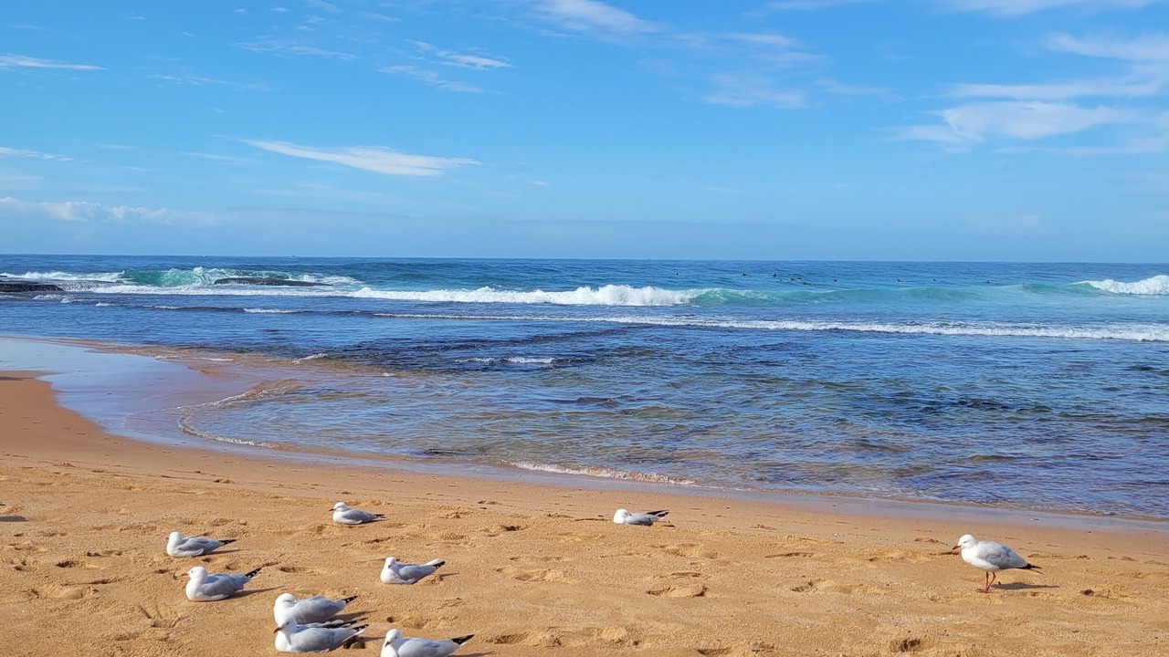 Photo of Others in Mona Vale