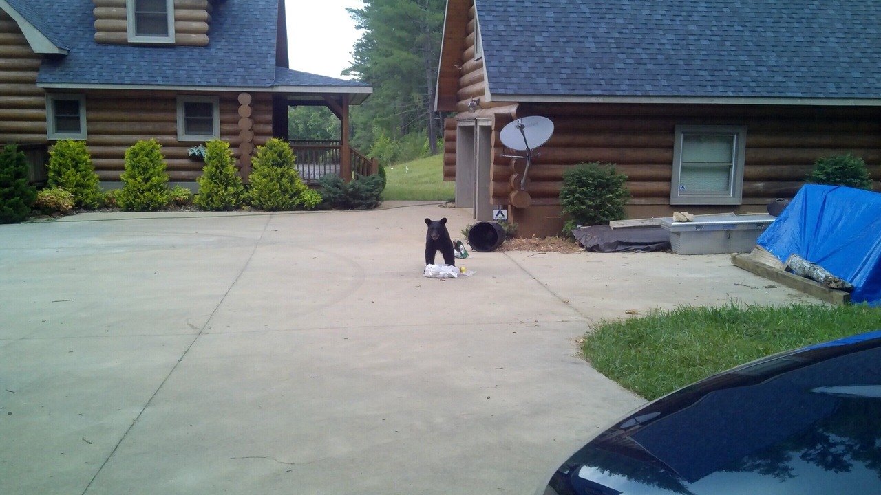 Photo of Outdoor in Fletcher