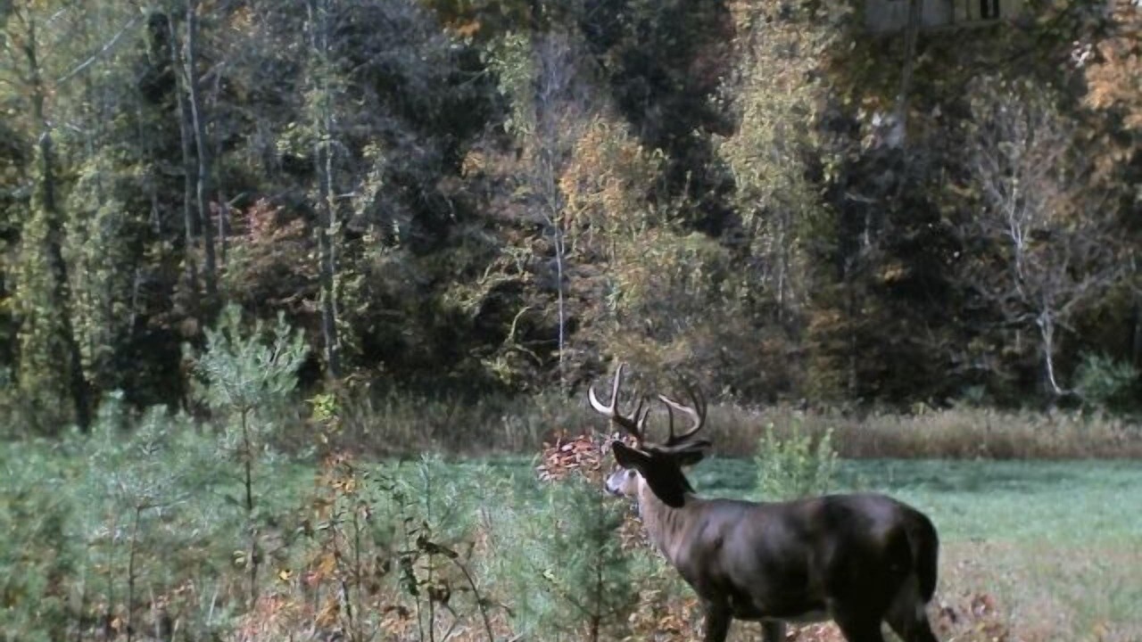 Photo of Outdoor in Fletcher