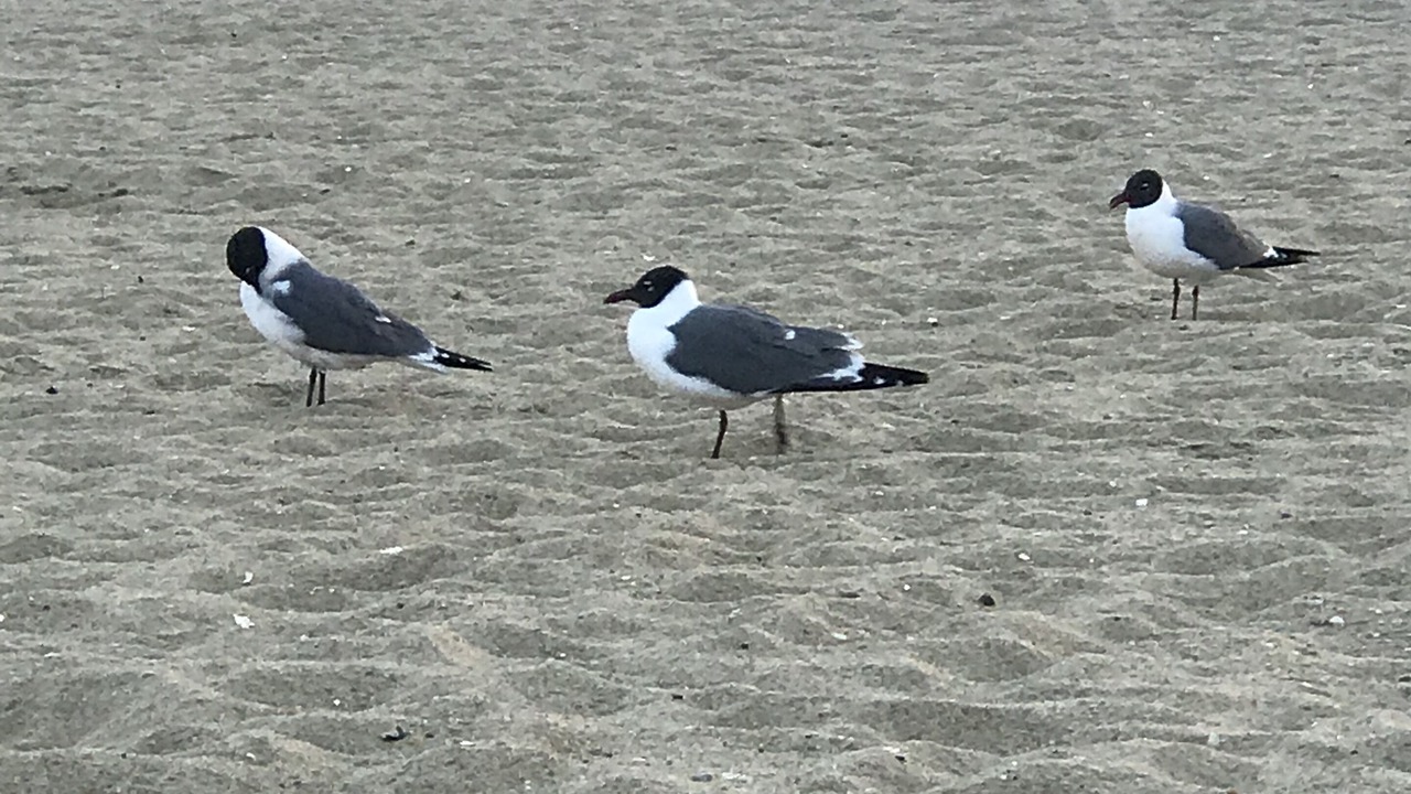 Photo of Others in Ocean Grove
