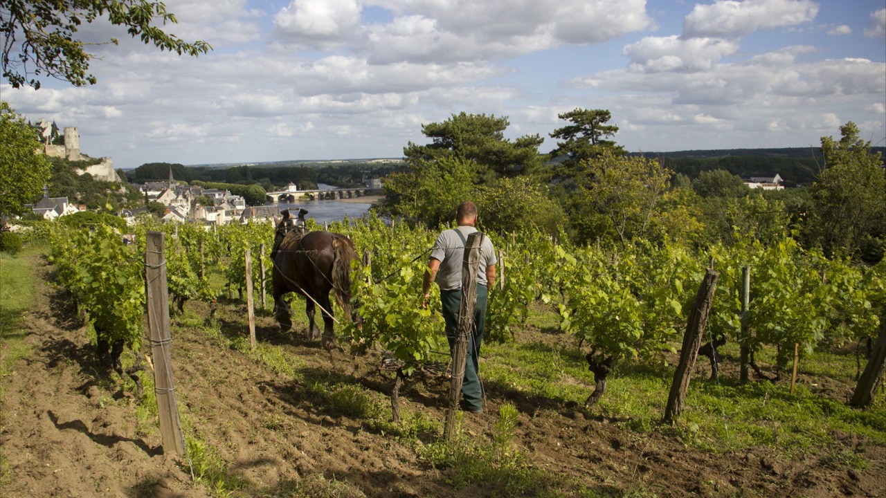 Photo of Outdoor in Chinon