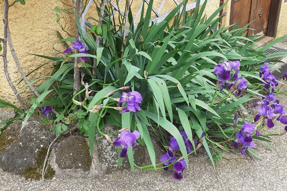 Photo of Outdoor in Carlencas-et-Levas