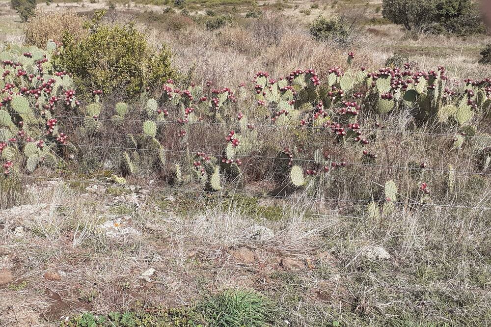 Photo of Outdoor in Carlencas-et-Levas