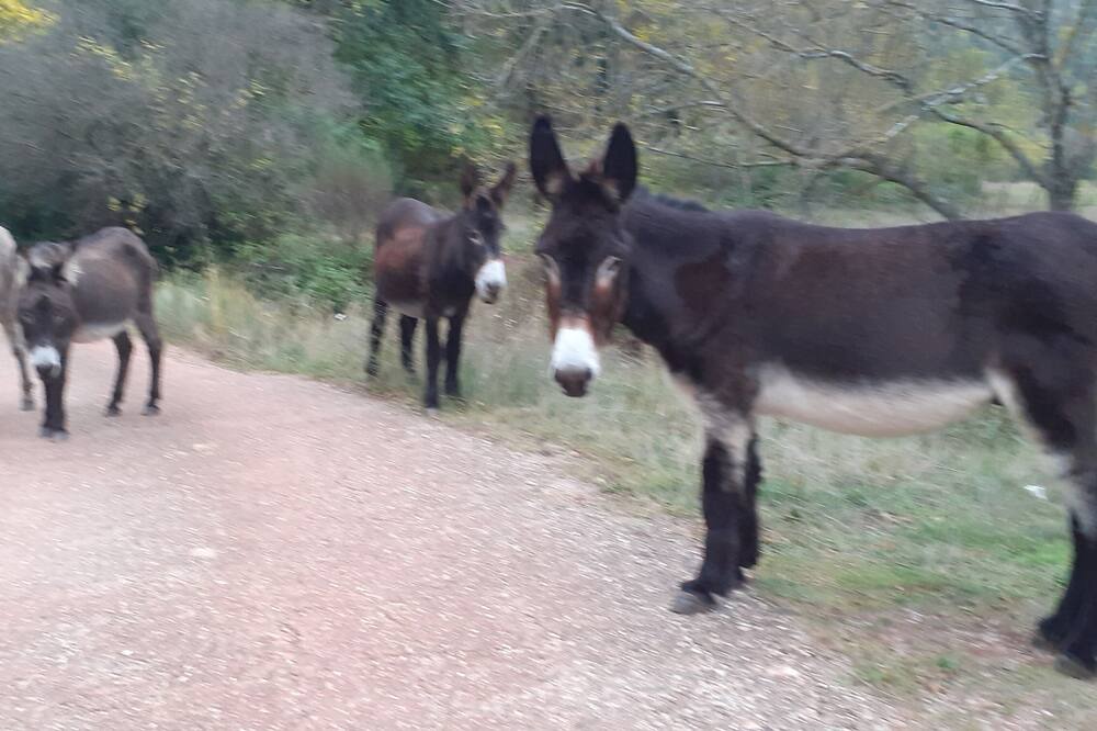 Photo of Others in Carlencas-et-Levas