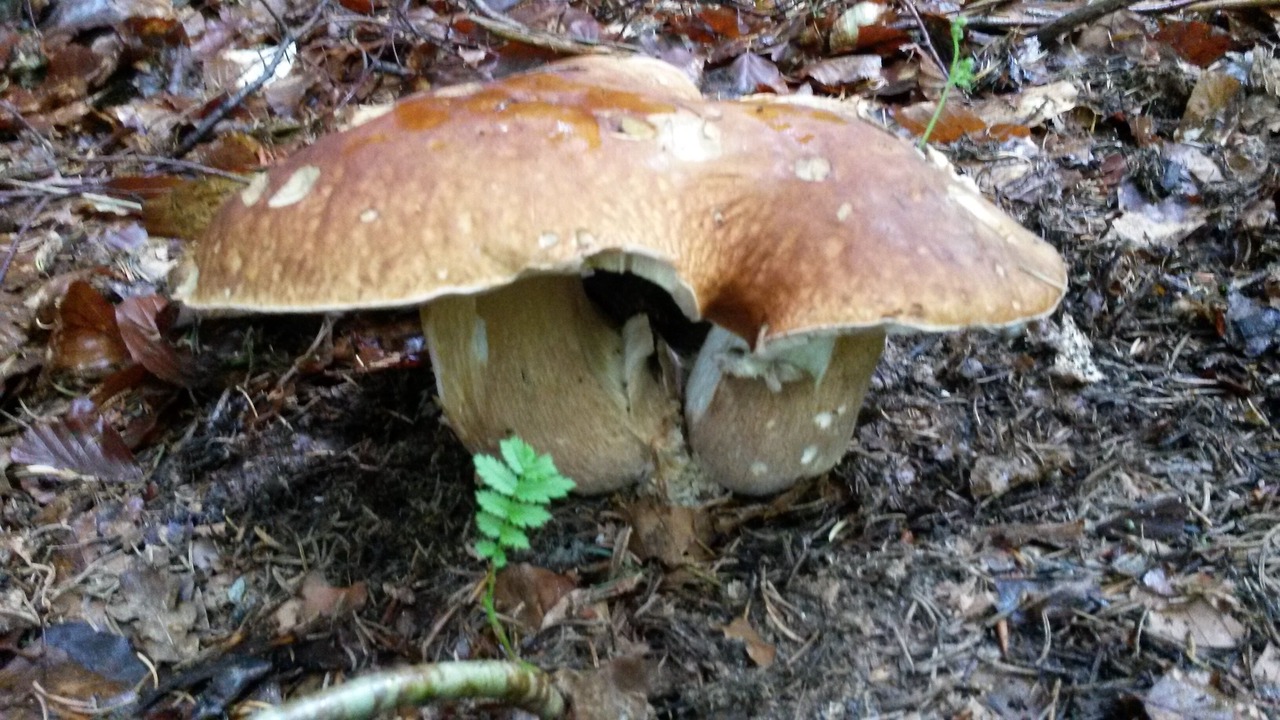 Photo of Outdoor in Ambert