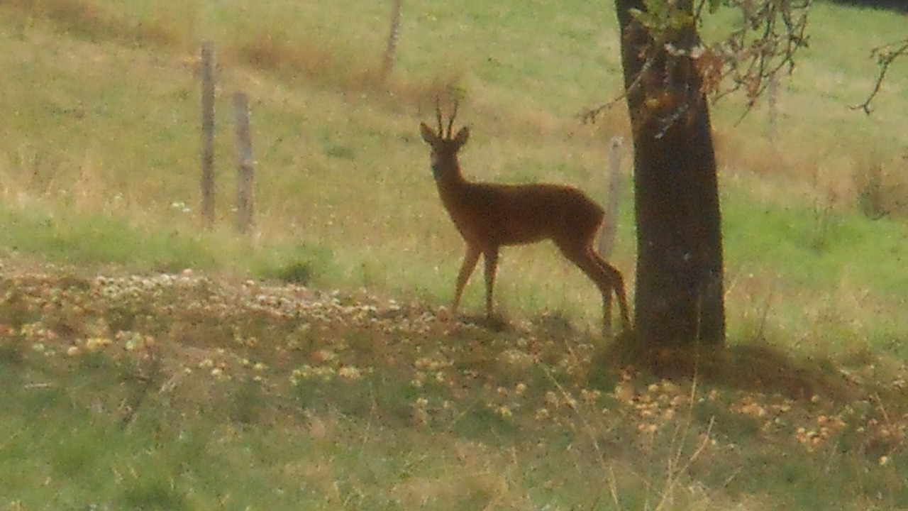 Photo of Outdoor in Ambert