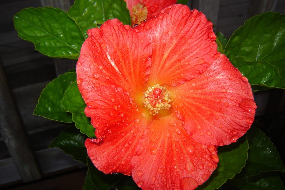 Photo of Others in Paeroa