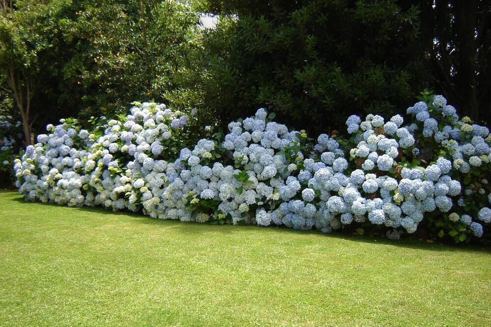 Photo of Others in Paeroa