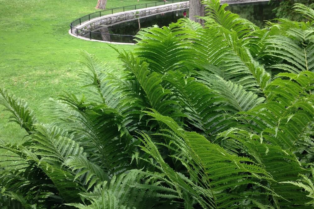 Photo of Outdoor in Ottawa Division