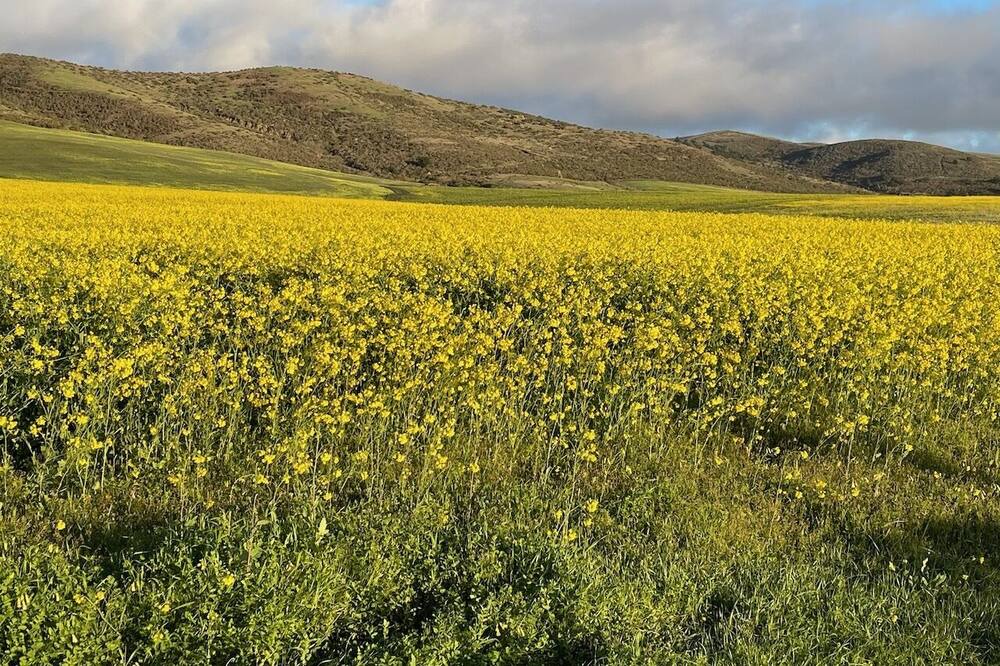 Photo of Others in Half Moon Bay