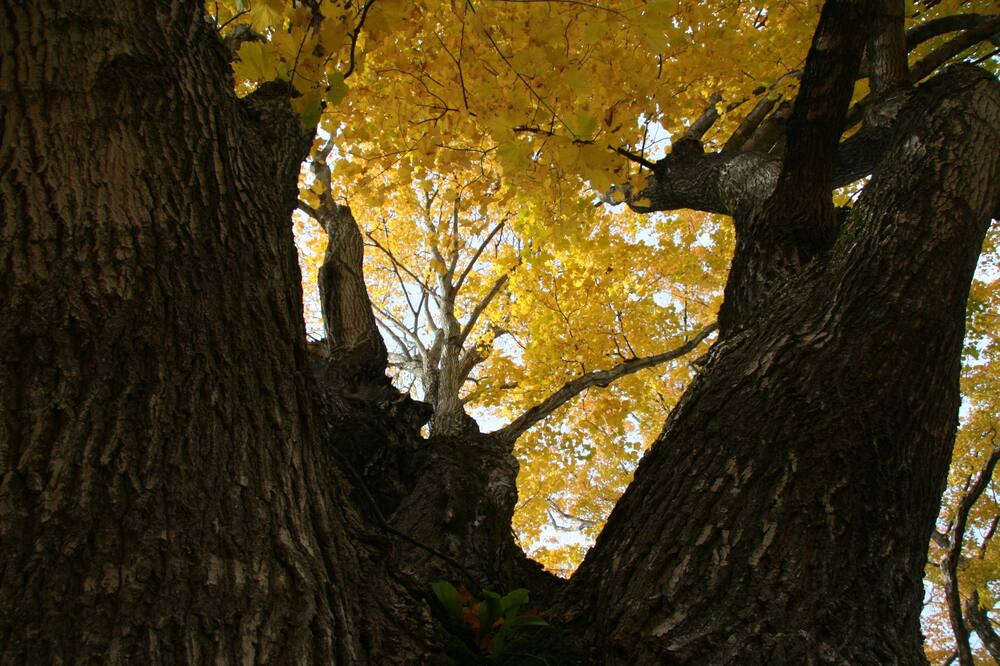 Photo of Others in Pittsford