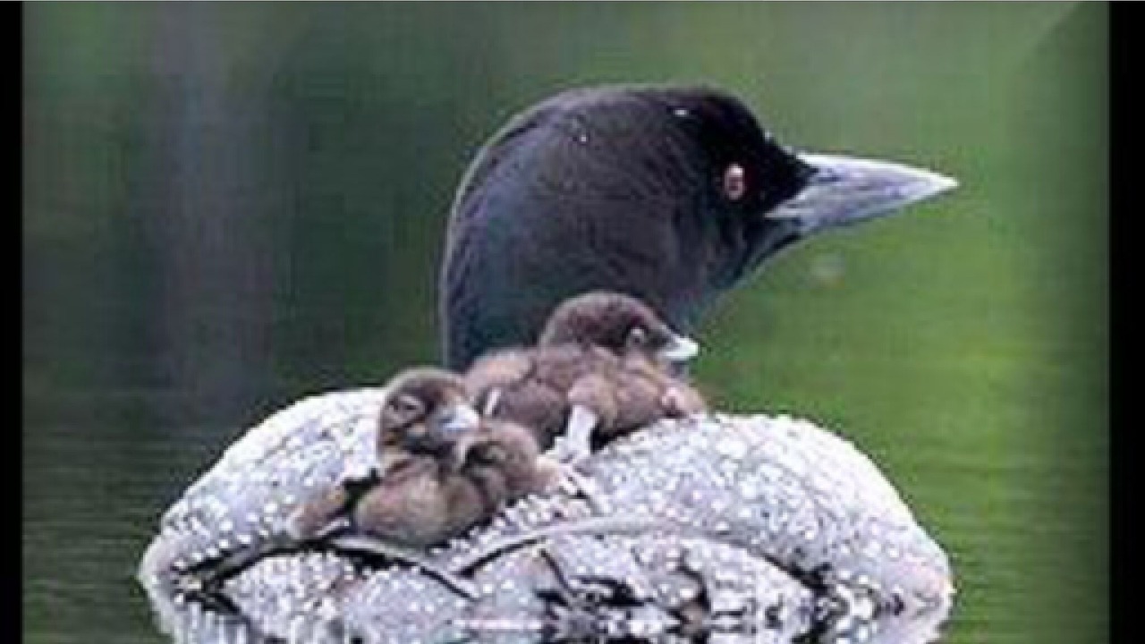 Photo of Others in Baileyville