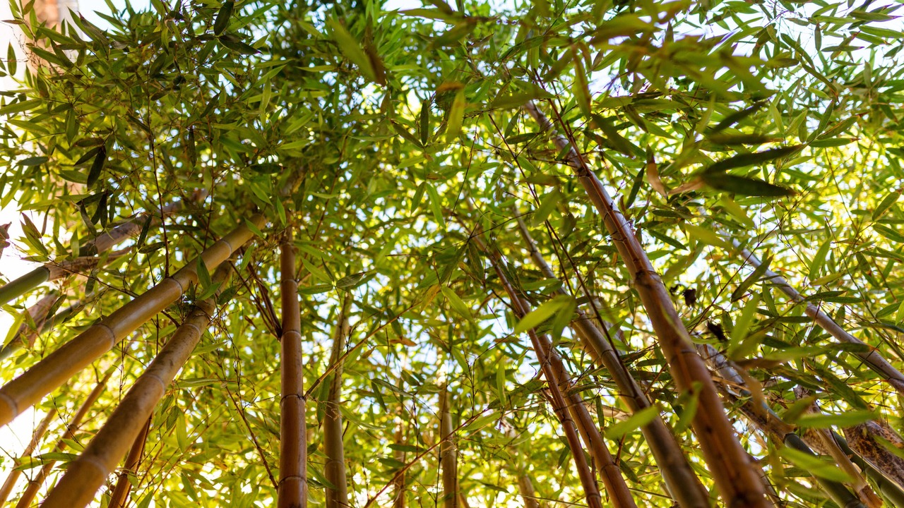 Photo of Outdoor in Rivesaltes