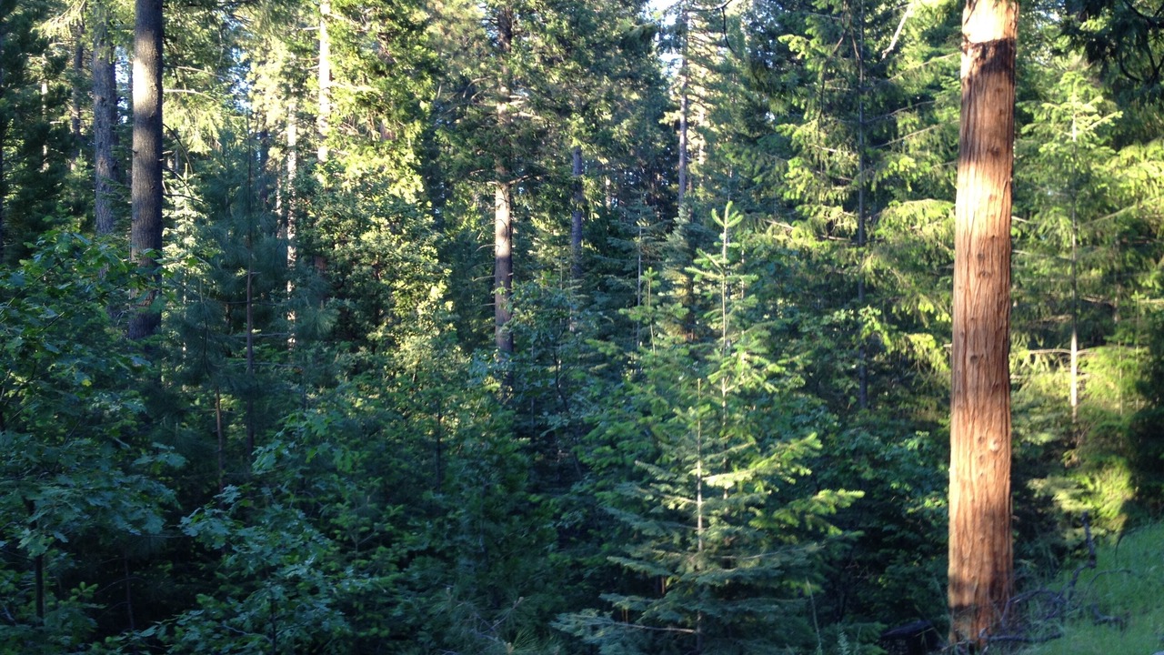 Photo of Outdoor in Dutch Flat