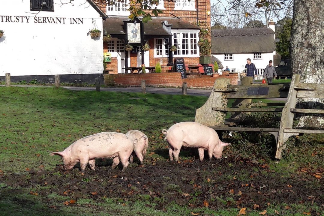 Photo of Buildings in New Forest District
