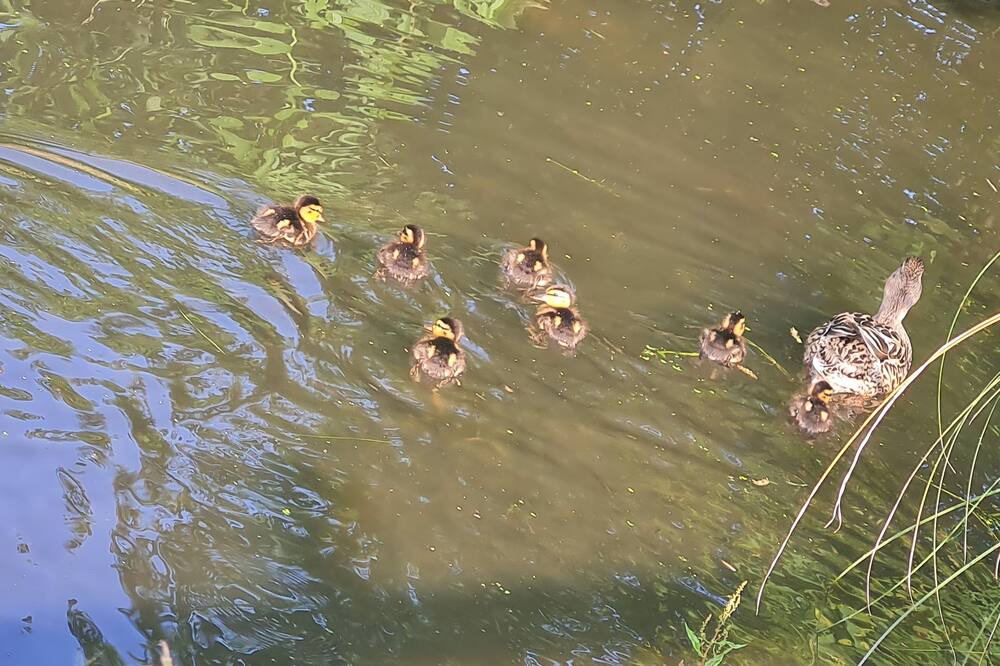 Photo of Outdoor in Lympsham