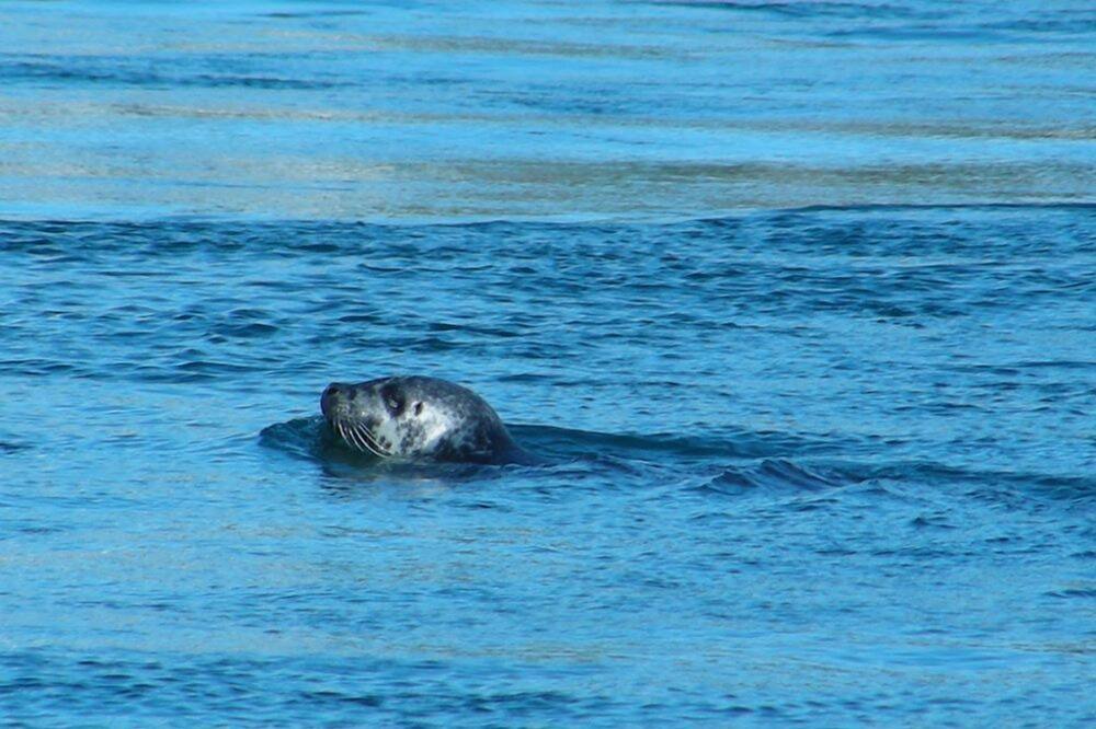 Photo of Others in Slate Islands