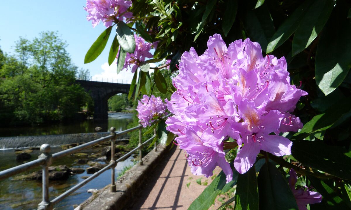 Photo of Others in Dunblane