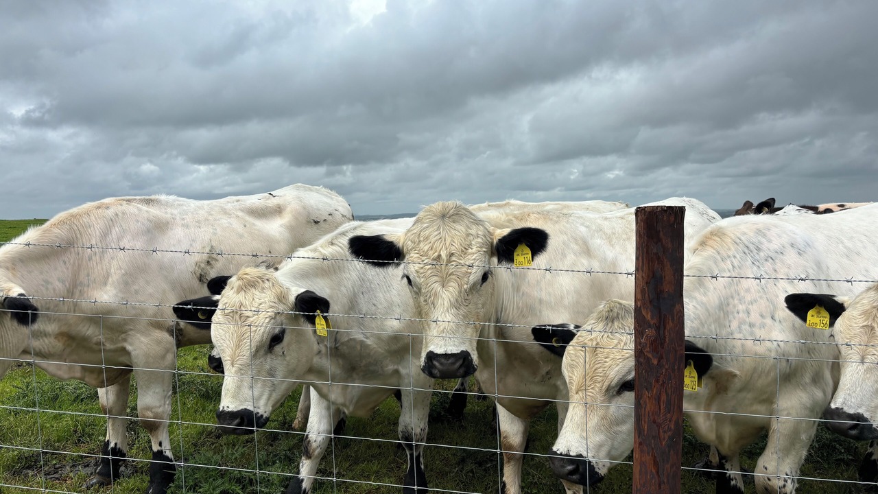 Photo of Outdoor in Castle Cary