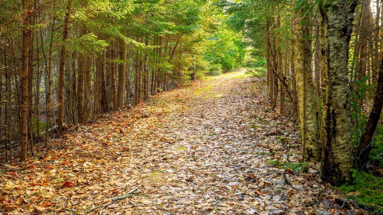 Photo of Outdoor in South Gouldsboro