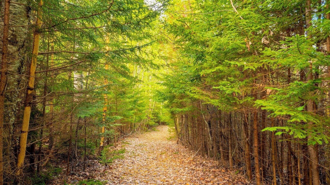 Photo of Outdoor in South Gouldsboro