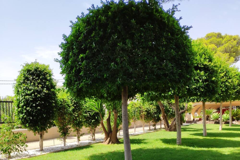 Photo of Outdoor in Elche