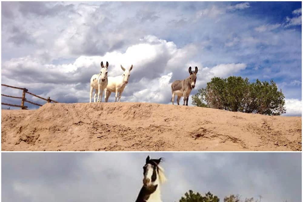 Photo of Outdoor in Abiquiu