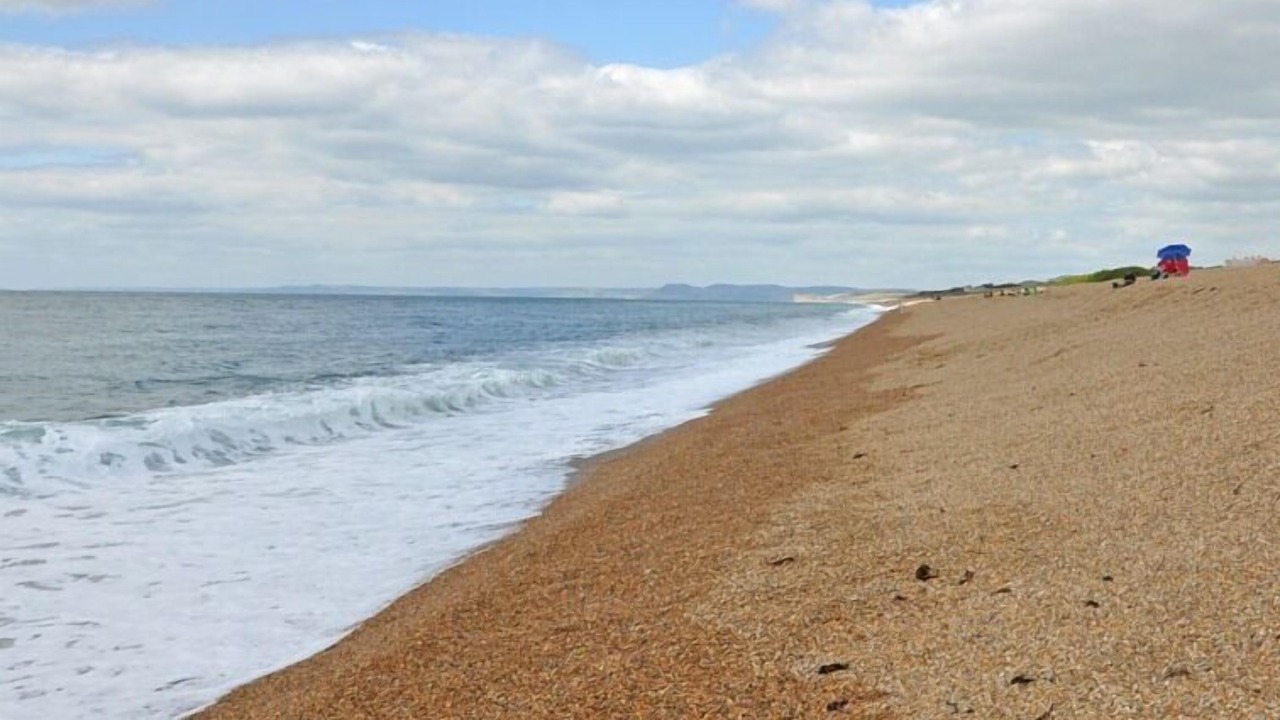 Photo of Others in Abbotsbury